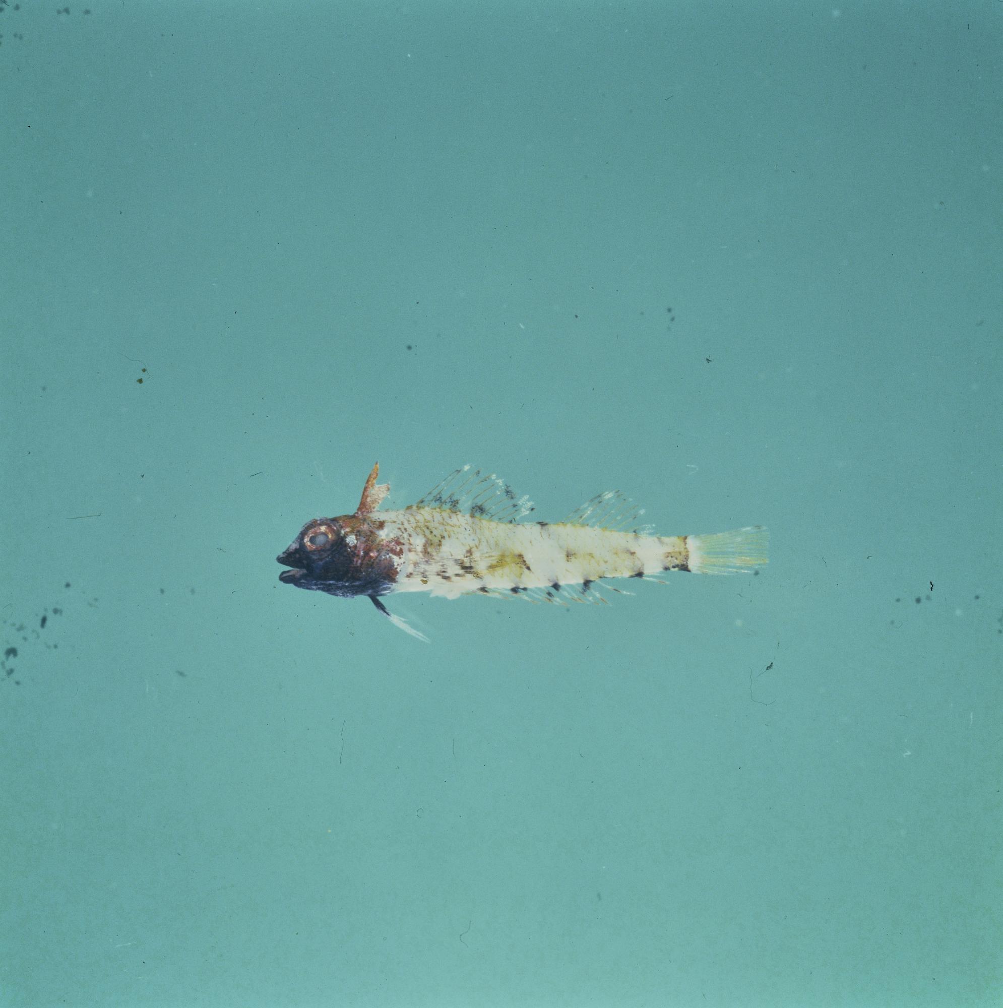 ภาพ ปลา pusillus (Enneapterygius pusillus)