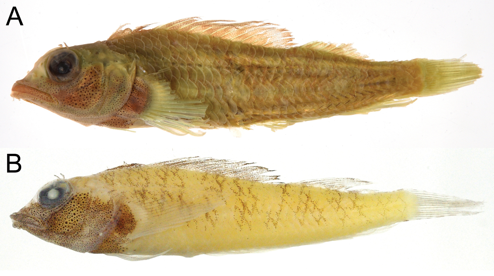 ภาพ ปลา rhothion (Enneapterygius rhothion)