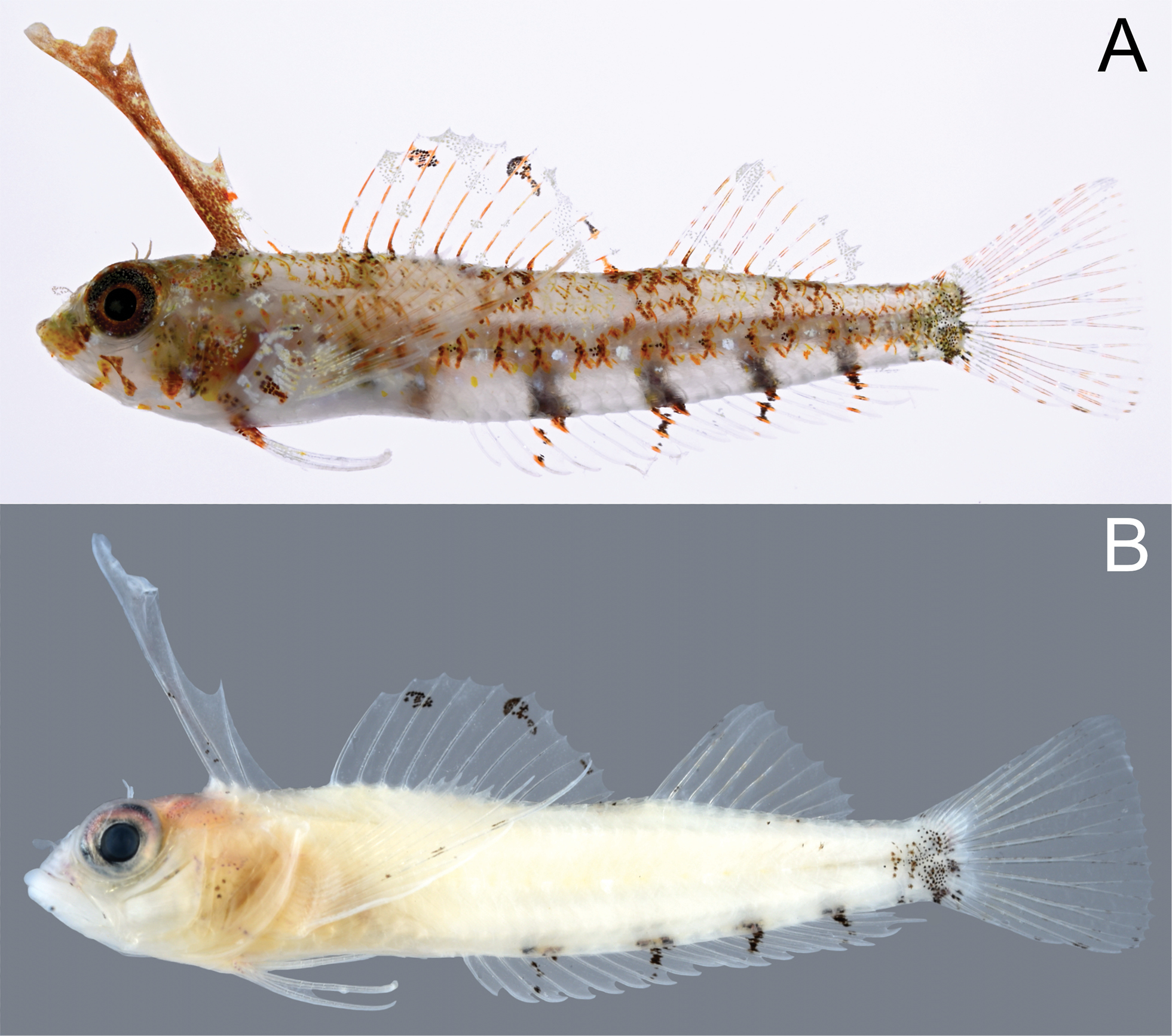 ภาพ ปลา velatus (Enneapterygius velatus)