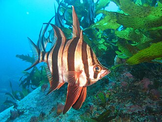 ภาพ ปลา armatus (Enoplosus armatus)