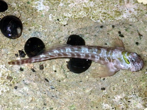 ภาพ ปลาตั๊กแตนหินแอฟริกา (Entomacrodus cadenati)