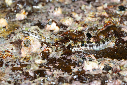 ภาพ ปลาตั๊กแตนหินตั๊กแตนหิน (Entomacrodus caudofasciatus)