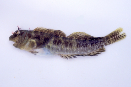 ภาพ ปลาตั๊กแตนหินแปซิฟิก (Entomacrodus cymatobiotus)