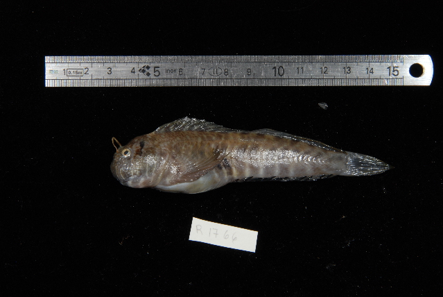 ภาพ ปลาตั๊กแตนหิน epalzeocheilos (Entomacrodus epalzeocheilos)