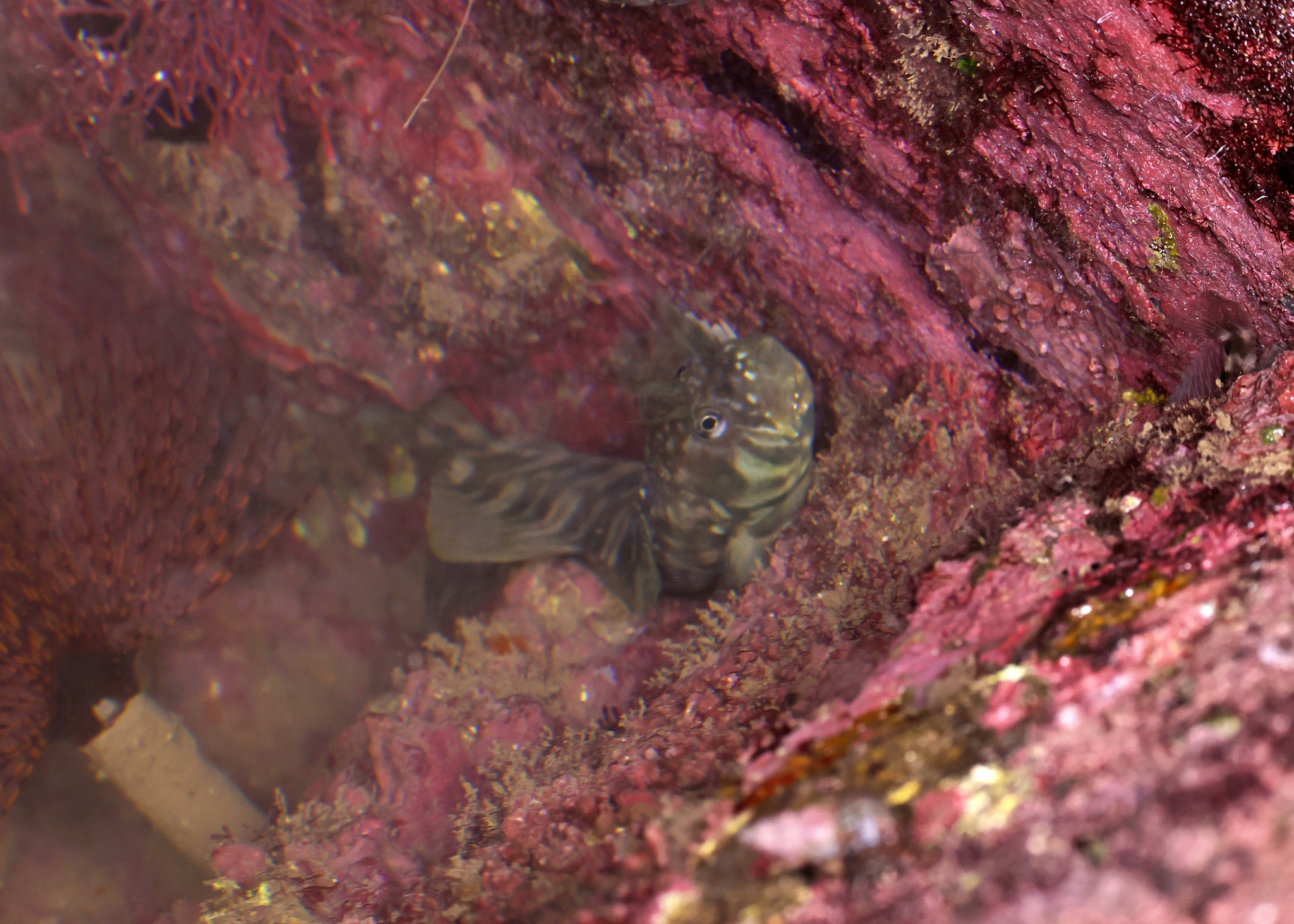 ภาพ ปลาตั๊กแตนหินแนวปะการัง (Entomacrodus lighti)