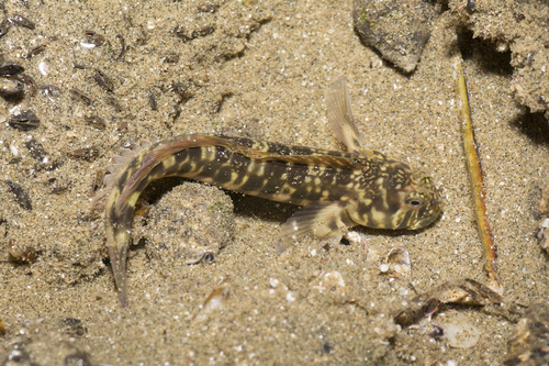 ภาพ ปลาตั๊กแตนหิน longicirrus (Entomacrodus longicirrus)