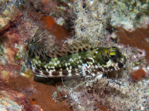 ภาพ ปลาตั๊กแตนหิน niuafoouensis (Entomacrodus niuafoouensis)