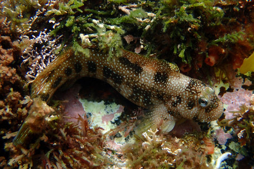ภาพ ปลาตั๊กแตนหิน stellifer (Entomacrodus stellifer)