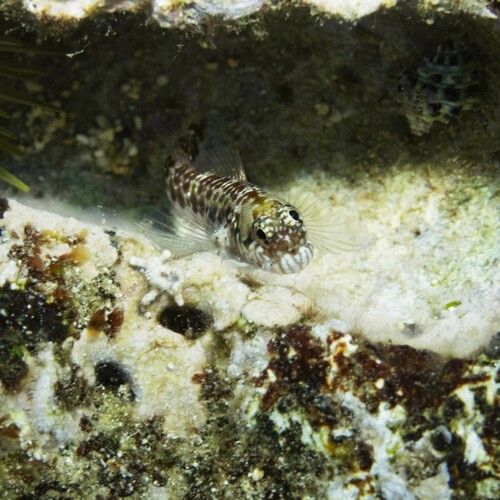 ภาพ ปลาตั๊กแตนหินตั๊กแตนหิน (Entomacrodus strasburgi)