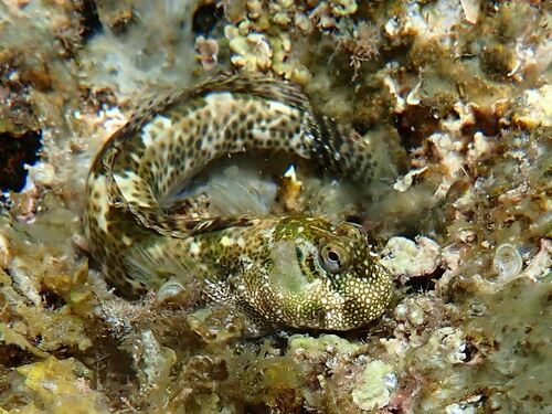 ภาพ ปลาตั๊กแตนหิน striatus (Entomacrodus striatus)