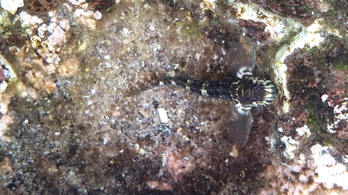 ภาพ ปลาตั๊กแตนหินตั๊กแตนหิน (Entomacrodus textilis)