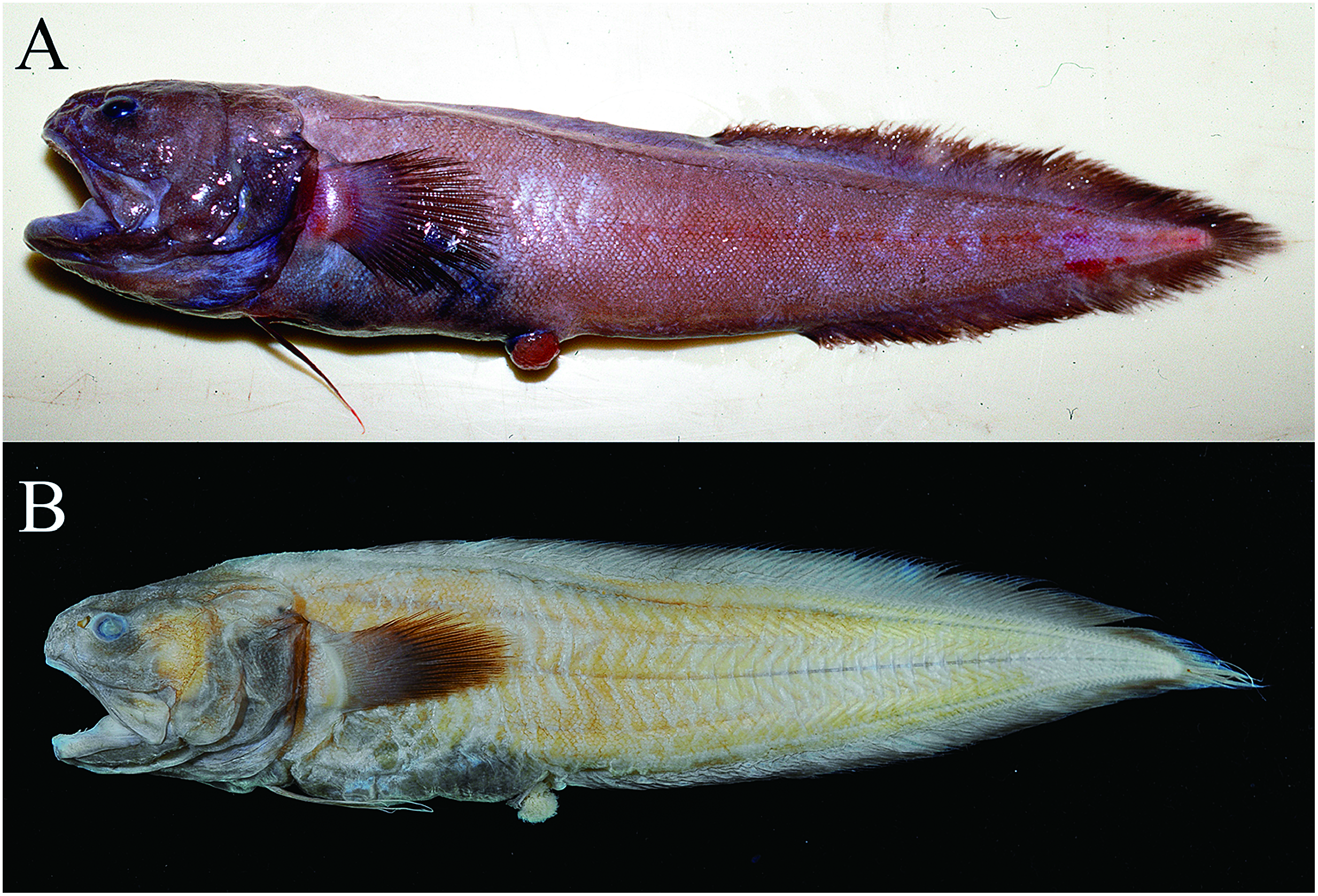 ภาพ ปลา freddyi (Epetriodus freddyi)