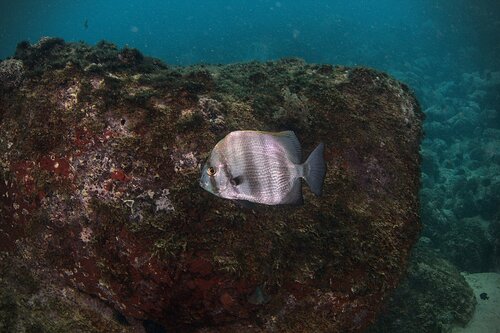 ภาพ ปลาหูช้างแอฟริกา (Ephippus goreensis)