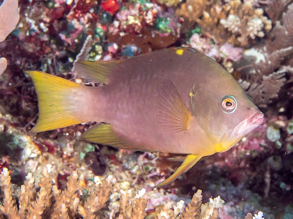 ภาพ ปลานกขุนทองแคระ (Epibulus brevis)