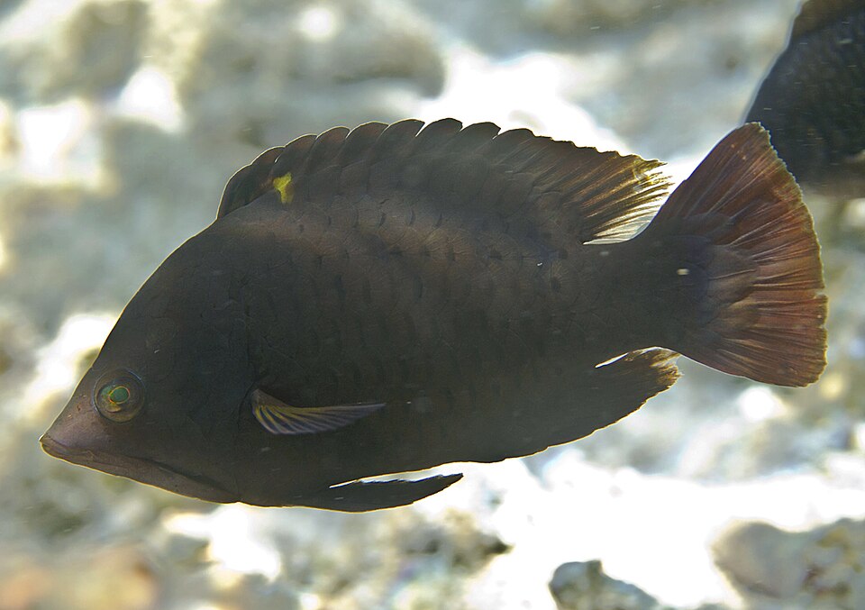 ภาพ ปลานกขุนทองปากยื่น (Epibulus insidiator)