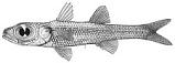 ภาพ ปลา atherinoides (Epigonus atherinoides)