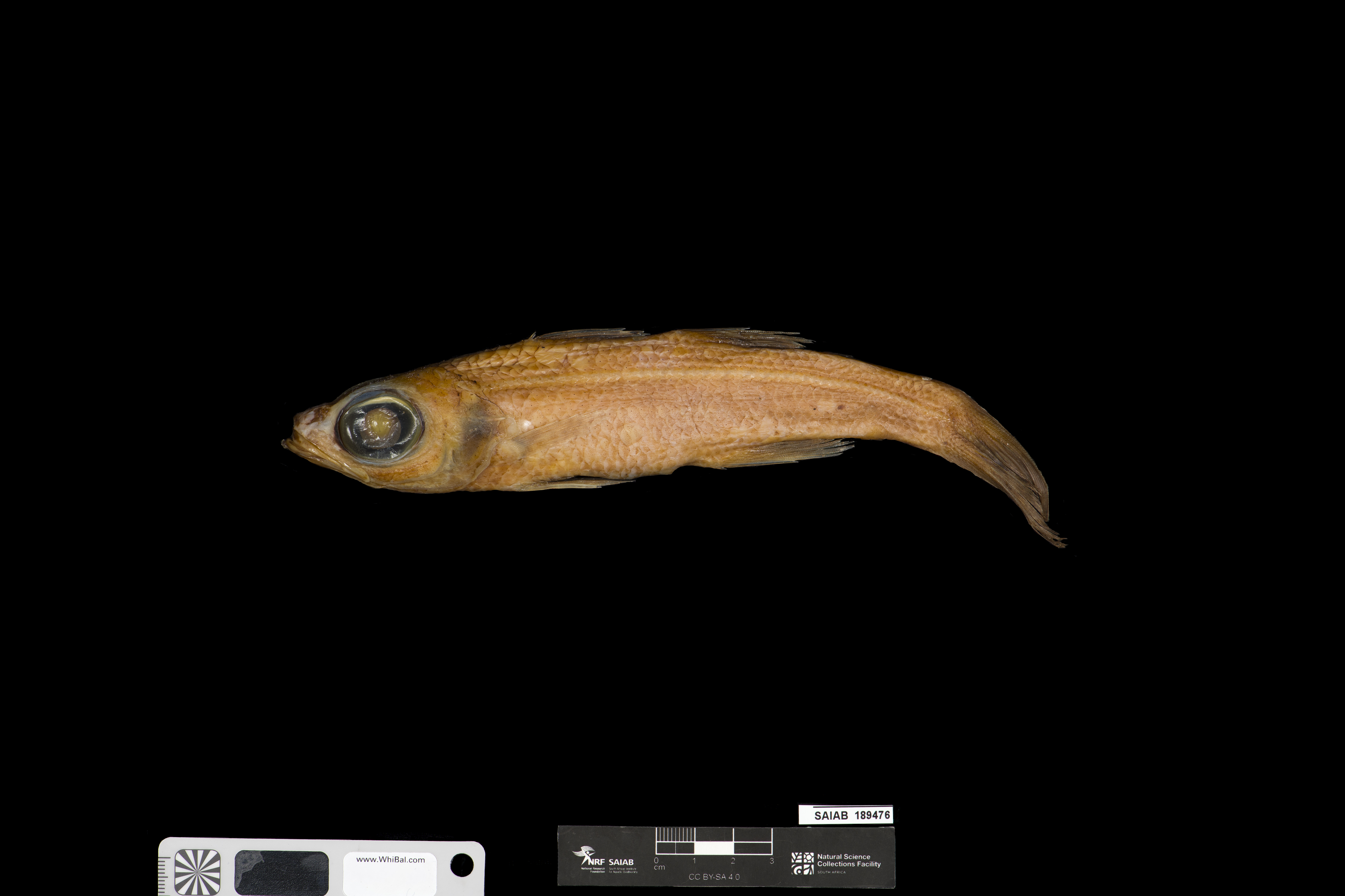 ภาพ ปลา bispinosus (Epigonus bispinosus)