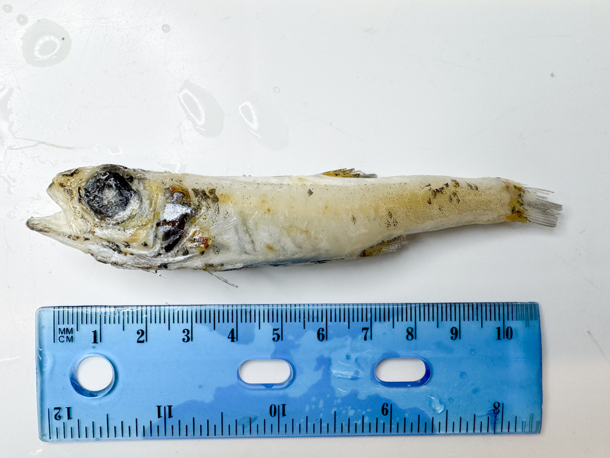 ภาพ ปลา denticulatus (Epigonus denticulatus)