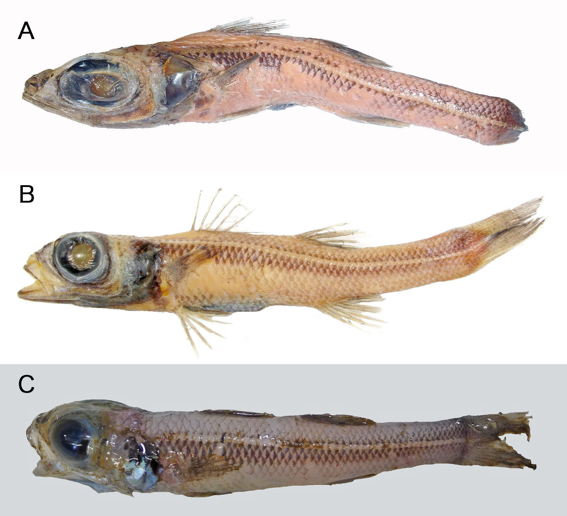 ภาพ ปลา draco (Epigonus draco)