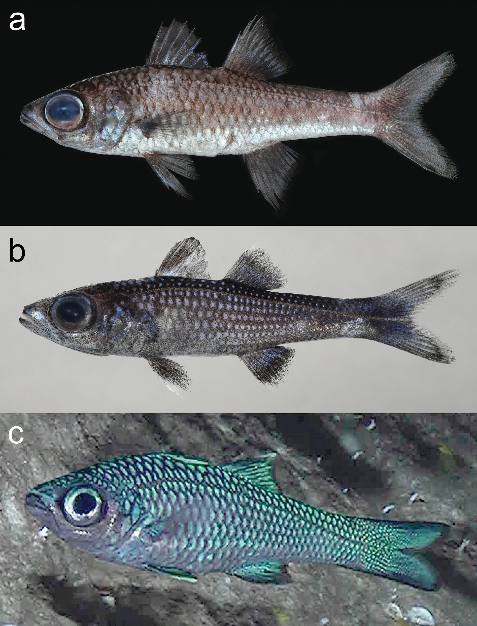 ภาพ ปลา glossodontus (Epigonus glossodontus)