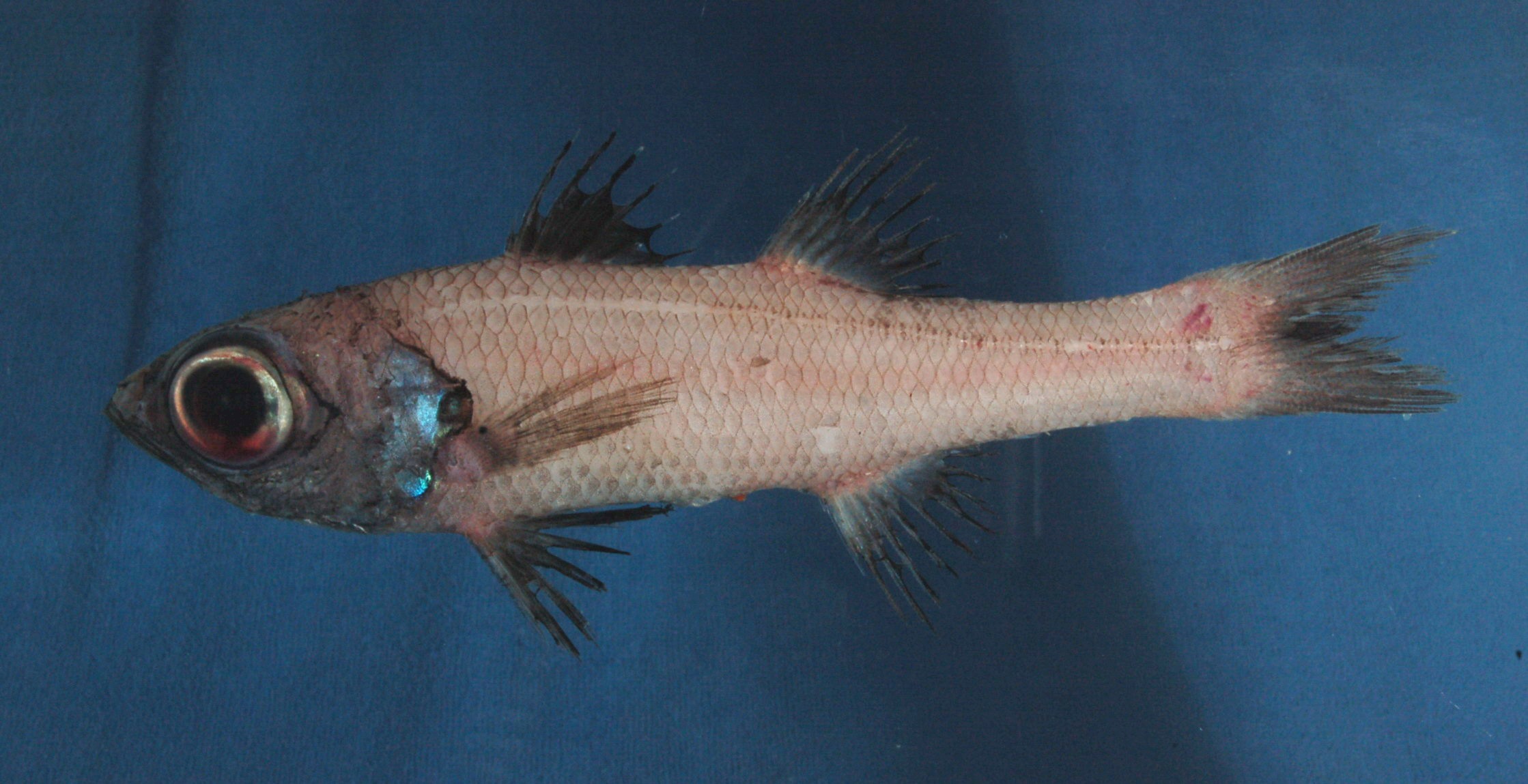 ภาพ ปลา idai (Epigonus idai)