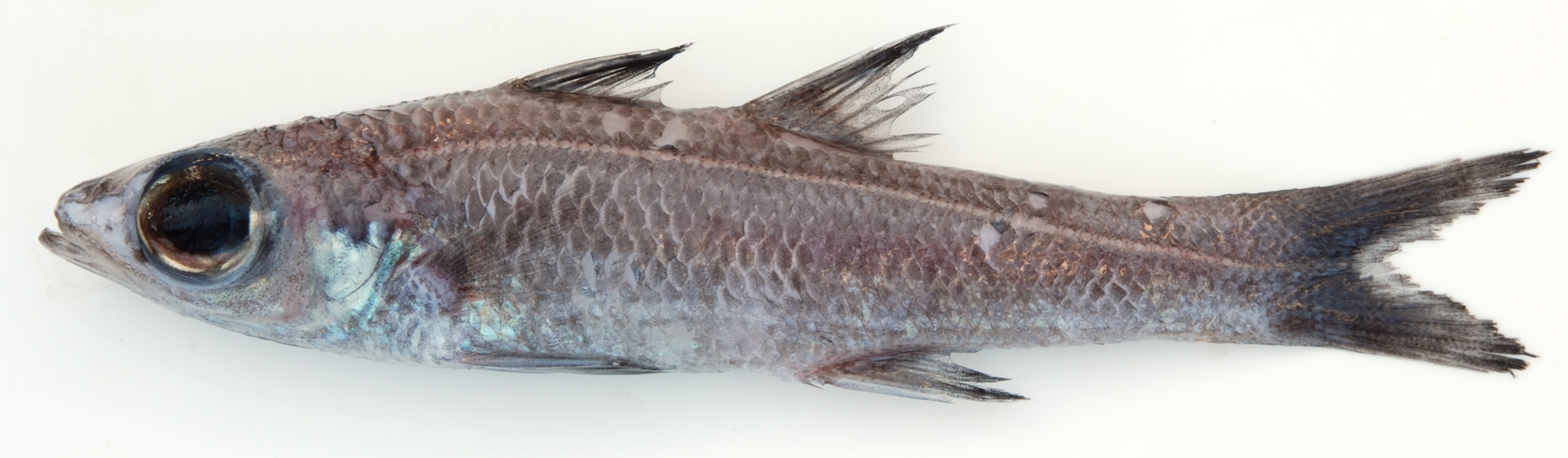 ภาพ ปลา lenimen (Epigonus lenimen)