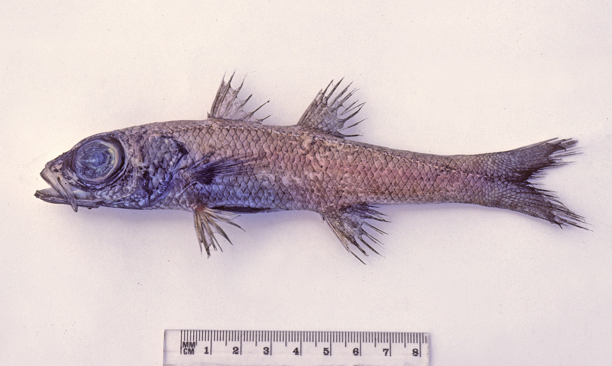 ภาพ ปลา robustus (Epigonus robustus)