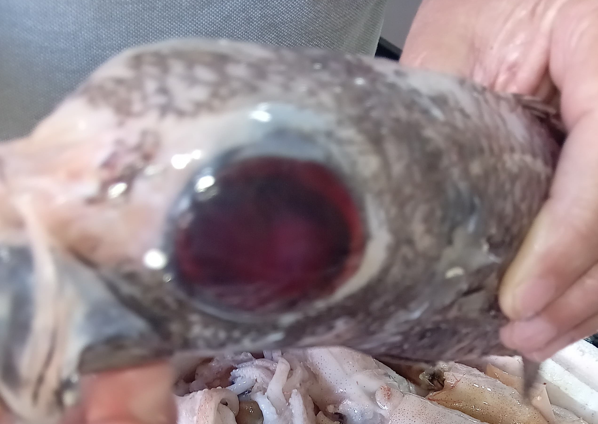 ภาพ ปลา telescopus (Epigonus telescopus)