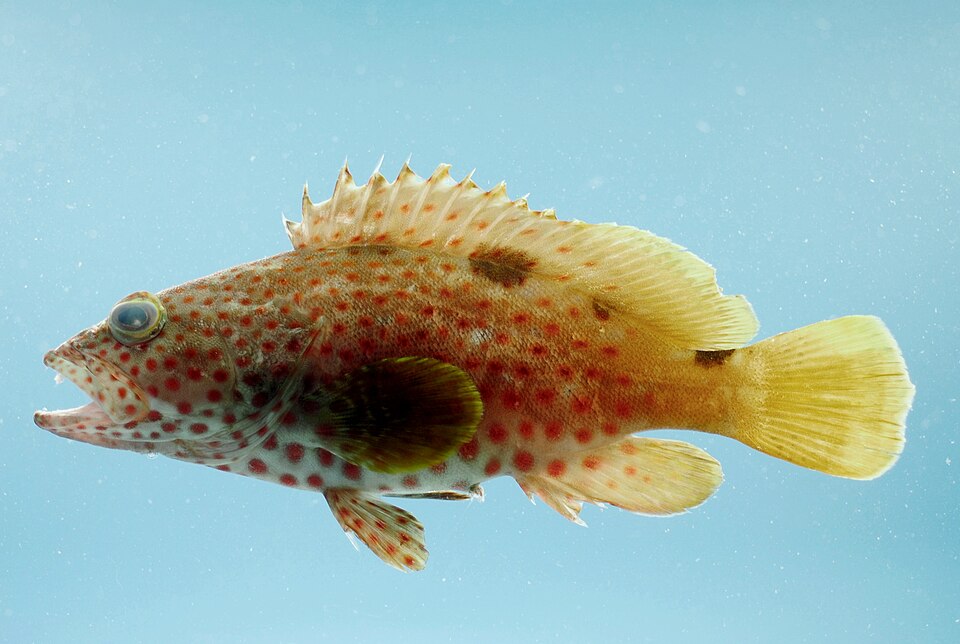 ภาพ ปลากะรังดำ (Epinephelus adscensionis)