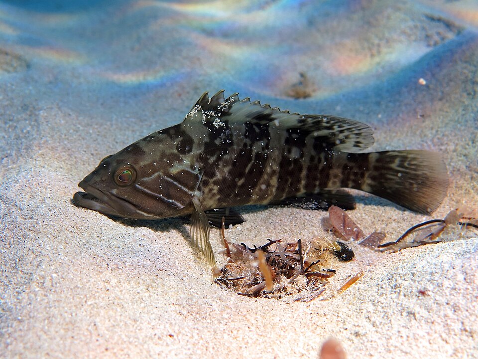 ภาพ ปลากะรังขาว (Epinephelus aeneus)