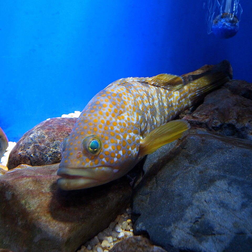ภาพ ปลากะรัง akaara (Epinephelus akaara)