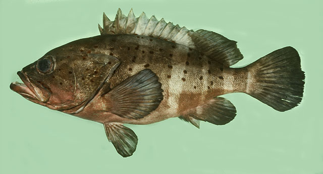 ภาพ ปลาเก๋าบั้ง (Epinephelus amblycephalus)