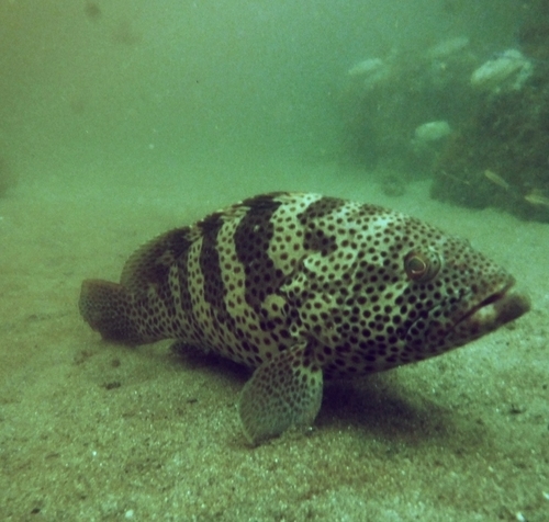 ภาพ ปลากะรัง analogus (Epinephelus analogus)