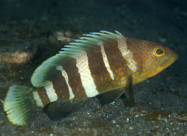 ภาพ Pla Kao-bang-chare (Epinephelus awoara)