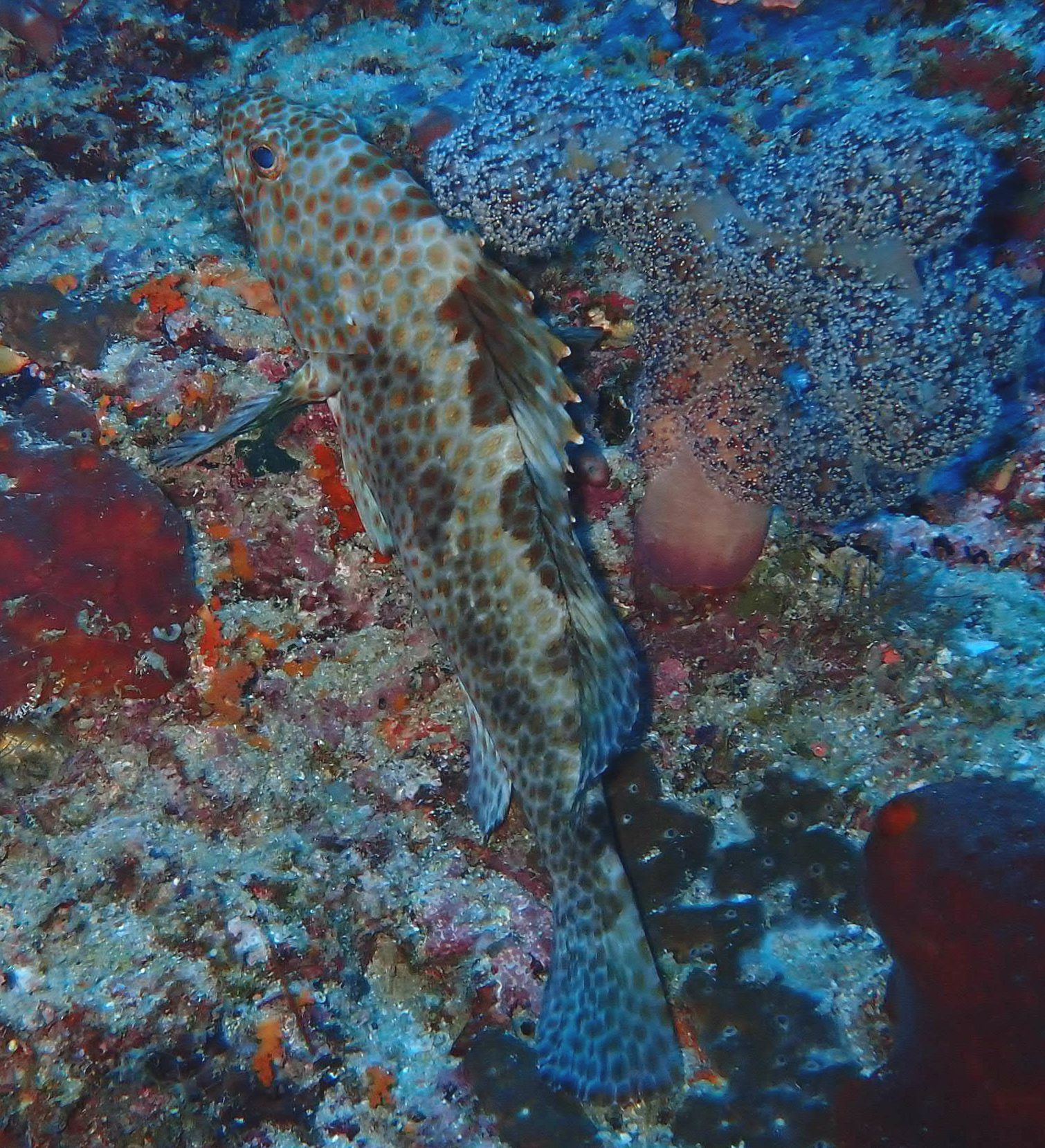 ภาพ ปลากะรังน้ำตาลลายจุด (Epinephelus bilobatus)
