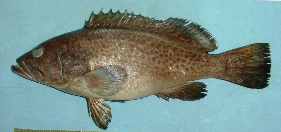 ภาพ ปลากะรังจุดเหลือง (Epinephelus bleekeri)