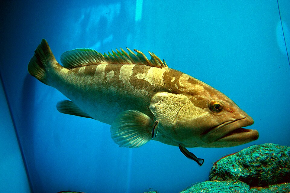 ภาพ ปลากะรัง bruneus (Epinephelus bruneus)