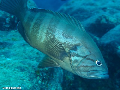 ภาพ ปลากะรังดำ (Epinephelus caninus)