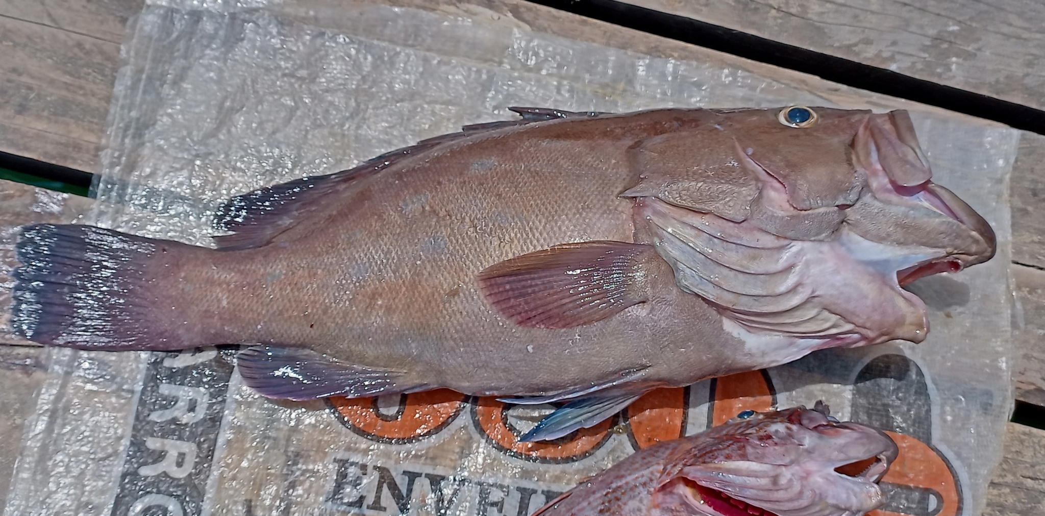 ภาพ ปลากะรังเขียวมะกอก (Epinephelus cifuentesi)