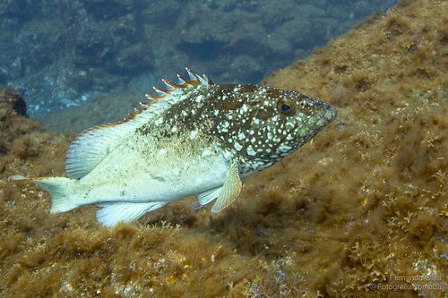 ภาพ ปลากะรัง clippertonensis (Epinephelus clippertonensis)