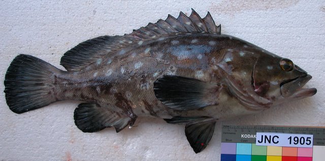 ภาพ ปลากะรังจุดขาว (Epinephelus coeruleopunctatus)
