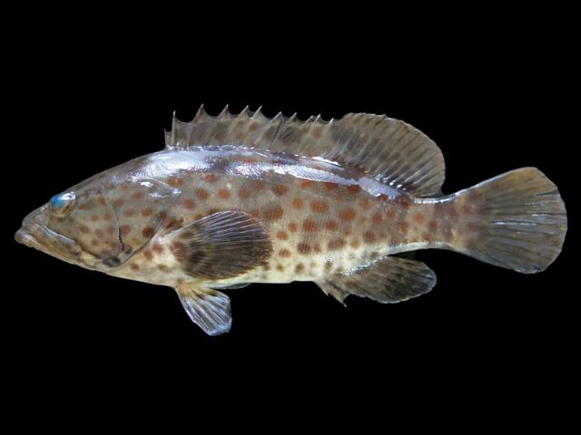ภาพ ปลากะรังปากแม่น้ำ (Epinephelus coioides)