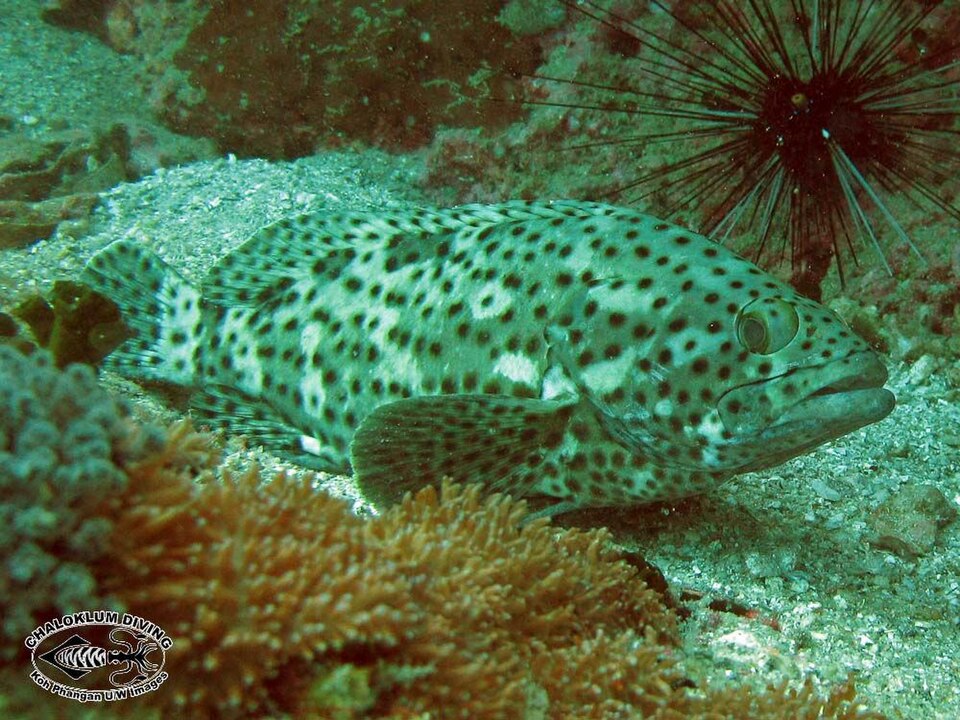 ภาพ ปลากะรังปะการัง (Epinephelus corallicola)