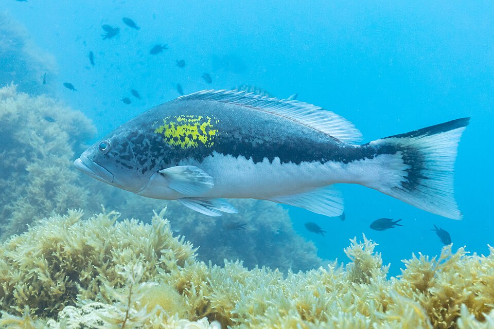 ภาพ ปลากะรังทอง (Epinephelus costae)