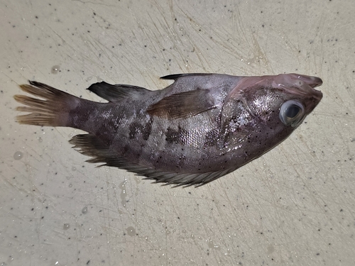 ภาพ ปลากะรัง craigi (Epinephelus craigi)