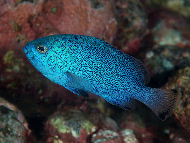 ภาพ ปลากะรังน้ำเงิน (Epinephelus cyanopodus)