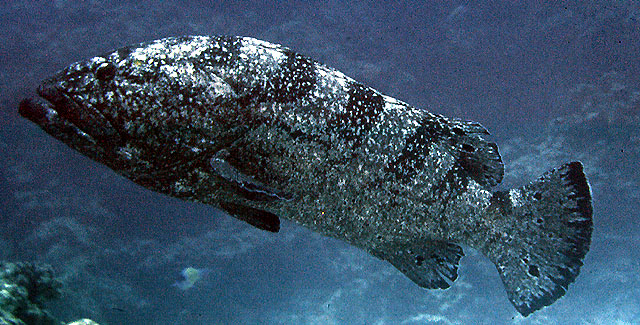 ภาพ ปลากะรังดำ (Epinephelus daemelii)