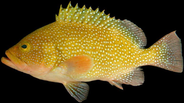 ภาพ ปลากะรังลายประ (Epinephelus drummondhayi)