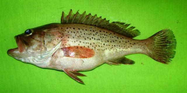 ภาพ ปลากะรังลายขีด (Epinephelus epistictus)
