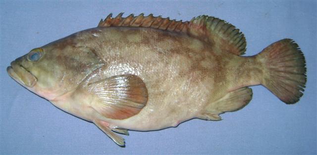 ภาพ ปลากะรังลายตุ๊กแก (Epinephelus erythrurus)